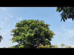 -东莞植物园