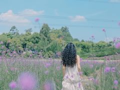 -紫颐香薰山谷景区
