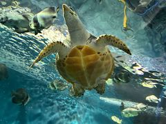 -上海海洋水族馆