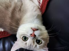 -东方名猫馆·英短金渐层布偶猫舍(环线广场1号楼店)