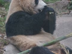 -都江堰中华大熊猫苑