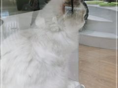 -COLOR PETS 撸猫馆·购猫·猫咖(长风大悦城店)