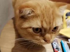 -藏猫猫咖啡主题馆(中央大道店)