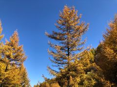 -苏木山森林公园