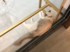 -糯米喵星人·撸猫猫舍咖啡馆(西市场嘉华店)