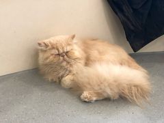 -飞行喵MR PILOT|猫舍·猫咖(静安大融城店)