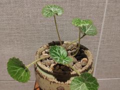 -古京·臻致料理(月湖店)