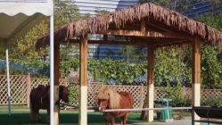 -萌宠亲子动物乐园(槐房万达店)