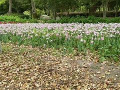 -上海鲜花港