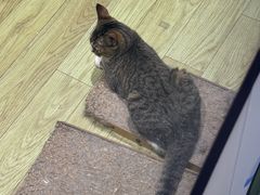 -废柴猫概念馆·桌游电玩卡牌(人广世茂店)