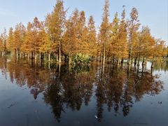 -白鹭湾湿地公园