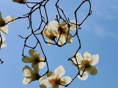 -大觉寺-停车场