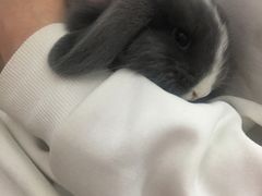 -宠物兔专门店(天丰利市场店)