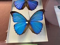 -上海昆虫博物馆