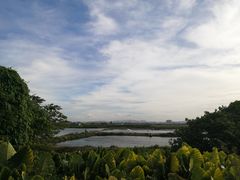 -大湾区中央湿地公园-十九涌