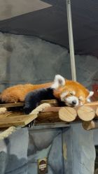 -Zoolung Zoolung动物主题公园(海信广场店)