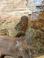 -Zoolung Zoolung动物主题公园(海信广场店)