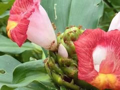 -中国科学院西双版纳热带植物园