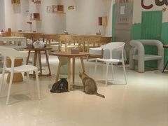 -藏猫猫咖啡主题馆(中央大道店)