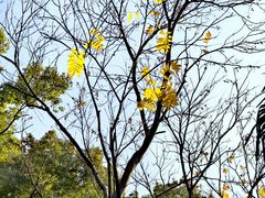 -徐家汇源景区-衡山公园