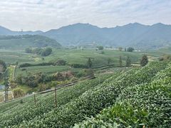 -龙坞茶村