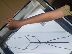 -上海昆虫博物馆