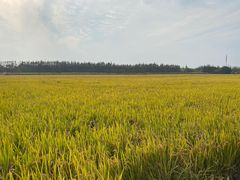 -嘉北郊野公园
