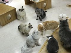 -猫和宫(六道口店)