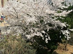-武汉大学-樱园