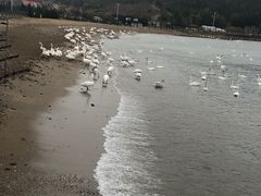 -烟墩角天鹅湖