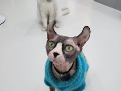 -糯米喵星人·撸猫猫舍咖啡馆(西市场嘉华店)