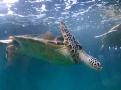 -青岛海底世界-水族馆