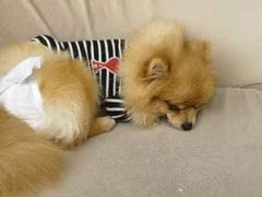 -怪兽屋·羊驼·猫咖·狗咖(俊华广场店)