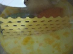 -龙兴·动物奶油生日蛋糕(龙北店)