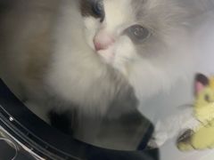 -特一安24小时宠物医院·骨科·中兽医