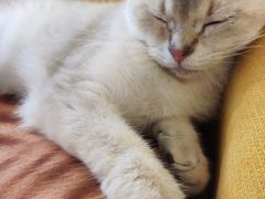 -猫色咖啡·猫咖