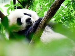 -西岭雪山大飞水景区