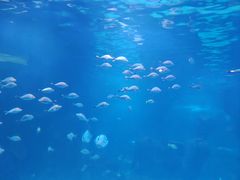 -石家庄海洋公园