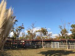 -上海长兴岛郊野公园