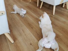 美奈みなこ-柴犬小屋·柴餐厅·狗咖食堂(金鼎广场店)