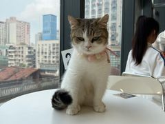 -怪兽屋·羊驼·猫咖·狗咖(俊华广场店)