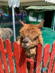 -萌宠亲子动物乐园(槐房万达店)