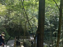 -牛背梁国家森林公园