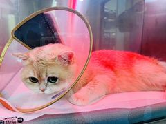 -萌兽医馆·犬猫专科·眼科中心·宠物医院(朝阳门分院)