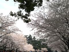 -武汉大学-樱园