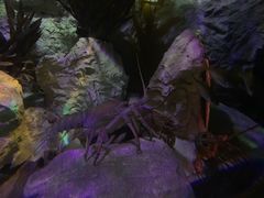 -悉尼海洋生物水族馆
