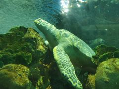 -上海海洋水族馆