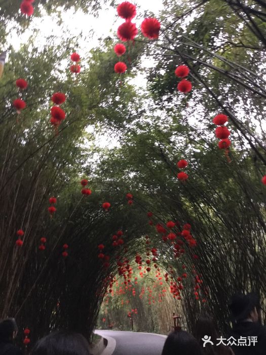 成都大熊猫繁育研究基地图片
