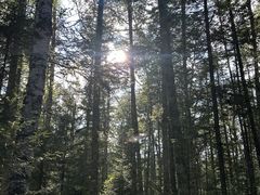 -汤旺河林海奇石景区