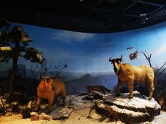 -陕西自然博物馆